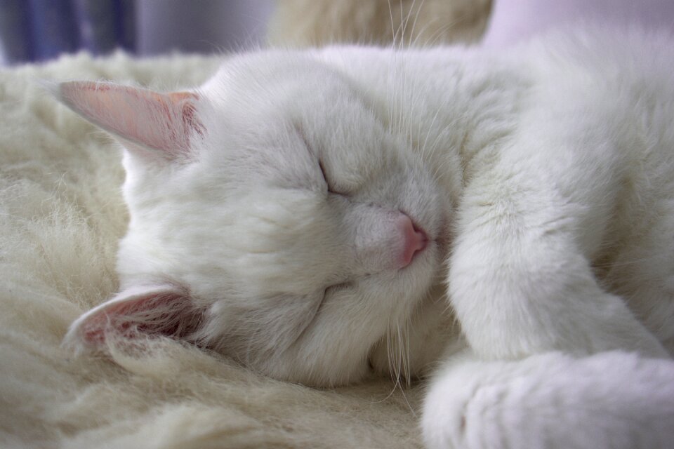 Animal fur sweet