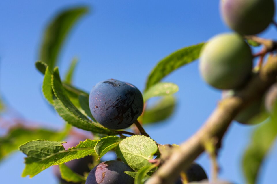 Vitamins fruit pfaume