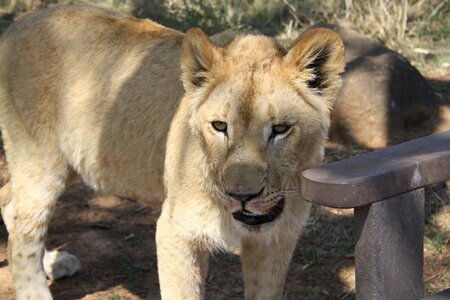 Big cat carnivores south africa photo