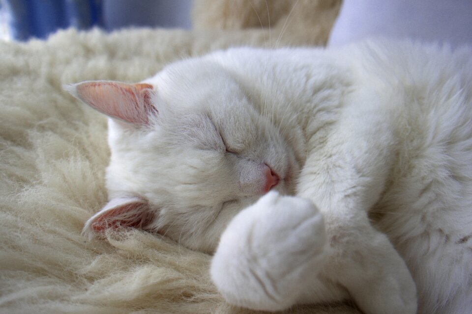 Animal fur cute