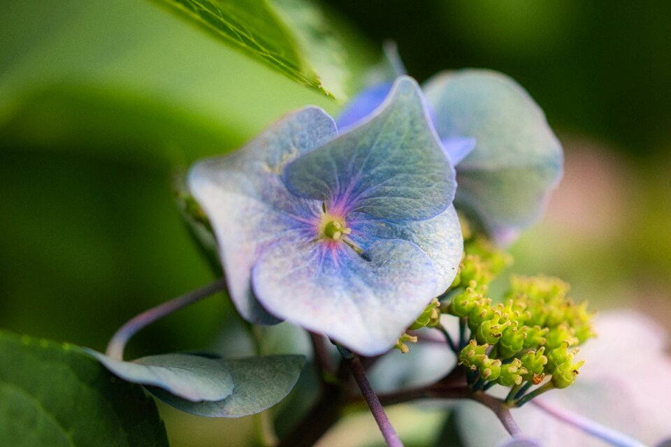 Flower close up beautiful
