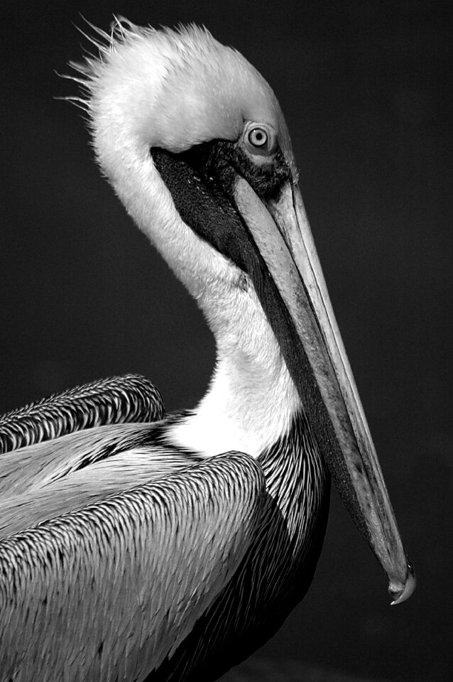 Waterbird tropical bird wildlife