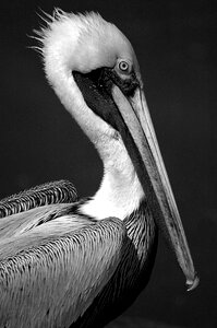 Waterbird tropical bird wildlife