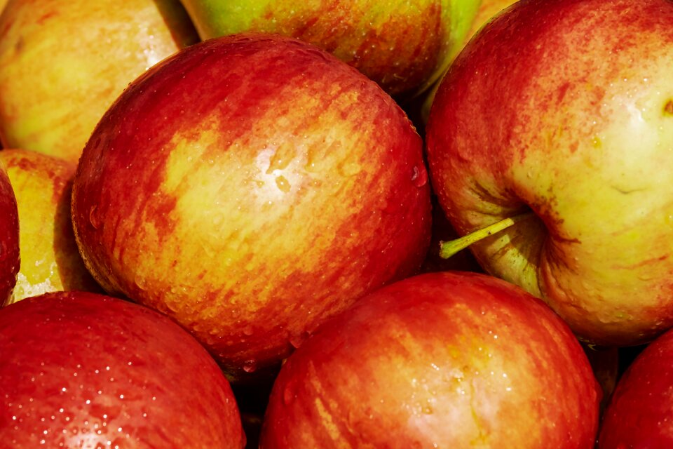 Fruit red kernobstgewaechs