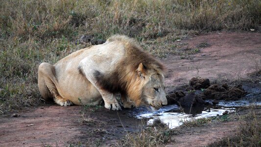 Nature animal world drink