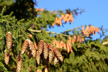 Conifer tree nature photo