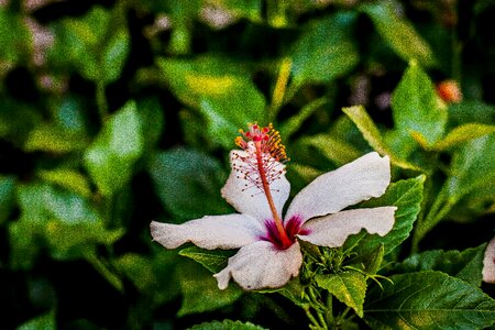 Flower hibiscus the garden