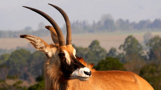 Nature portrait horns