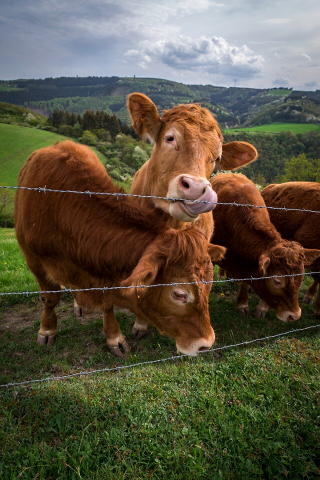 Pasture agriculture nature