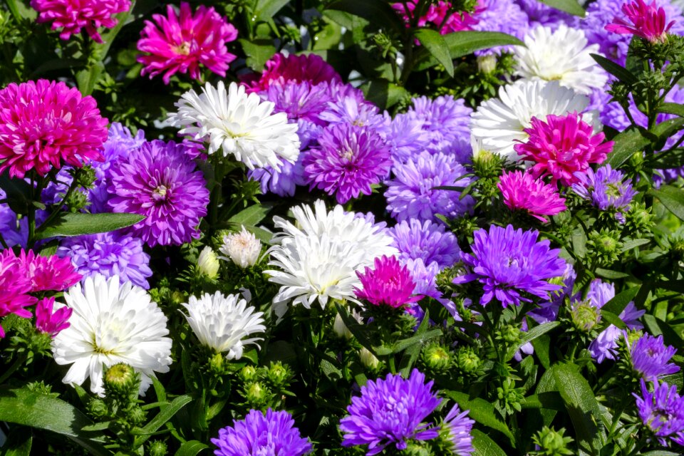 Asteraceae ornamental plant flower