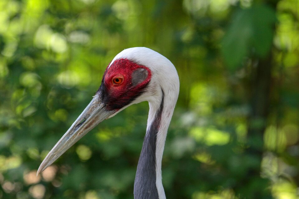 Bill head white neck crane