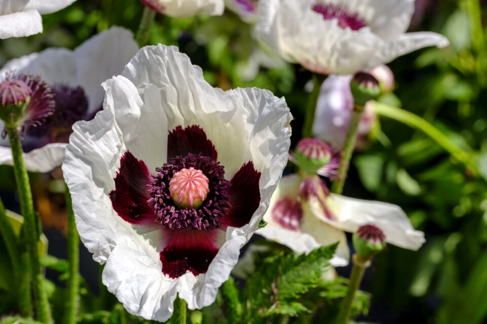 Poppy garden staudenmohn feuermohn