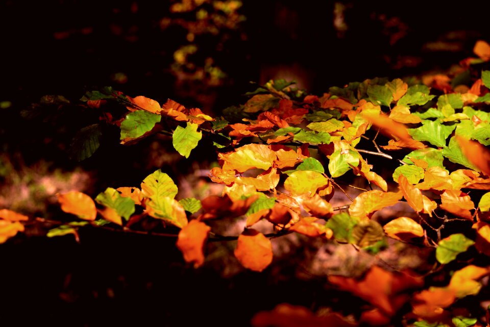 Colorful forest bright photo