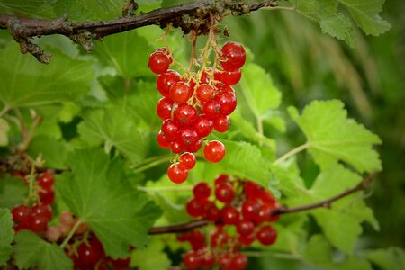 Garden fruit healthy