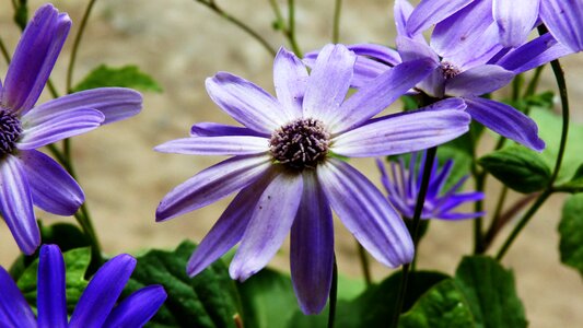 Garden plant spring