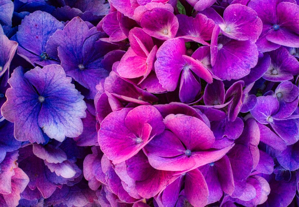 Bright purple pink
