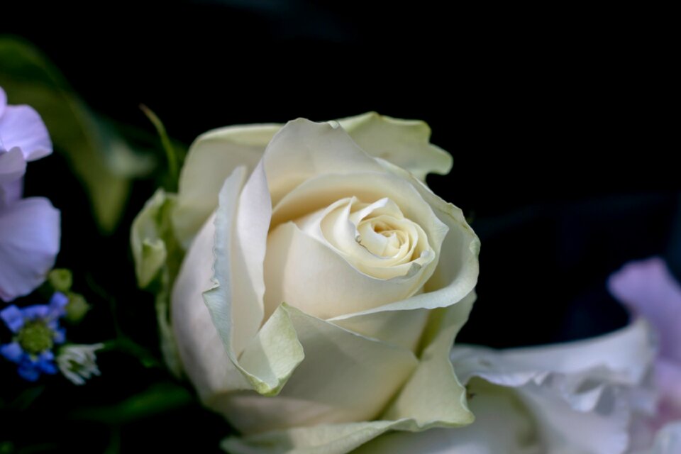 Bloom romantic plant