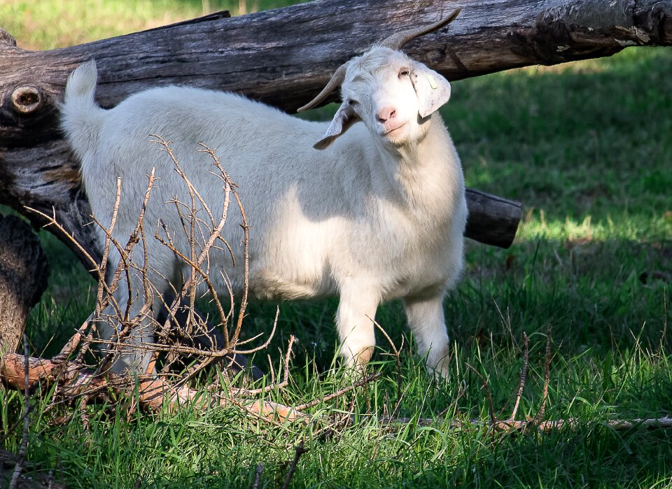 Mammal cattle grass