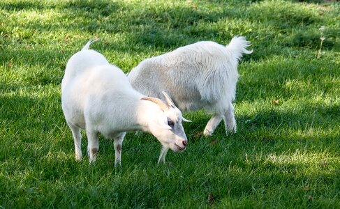 Mammal cattle grass photo