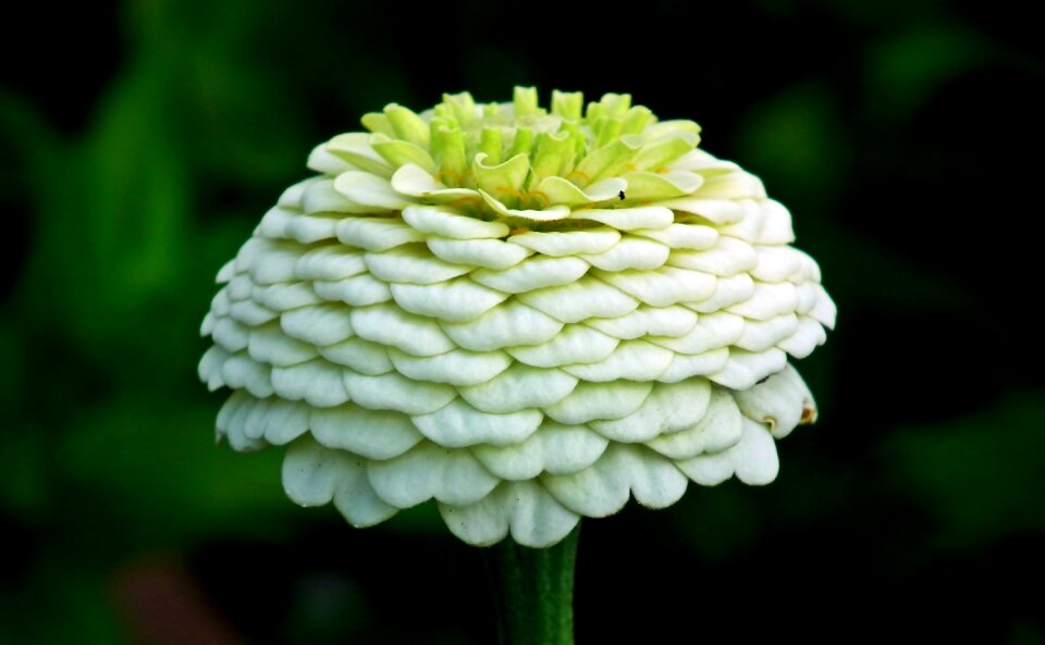 Blooming nature garden