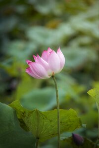Lotus flower natural photo