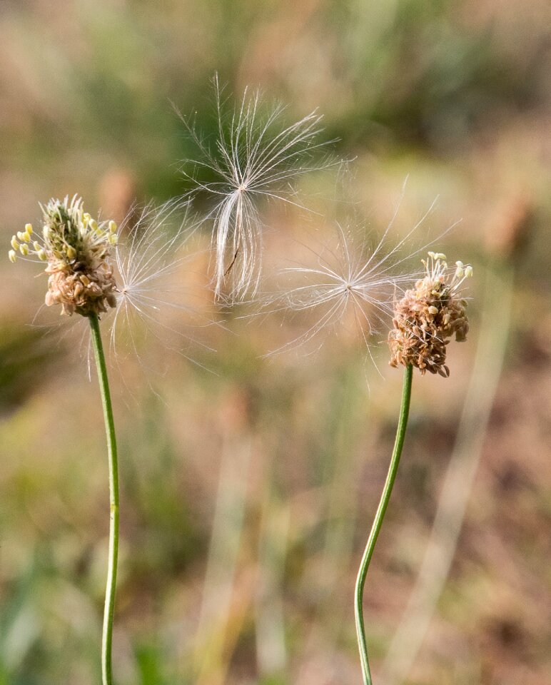 Summer pollen withered