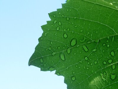 Foliage grape rain
