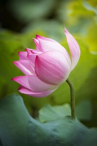 Lotus flower natural