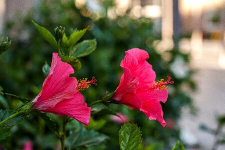 Flower hibiscus the garden