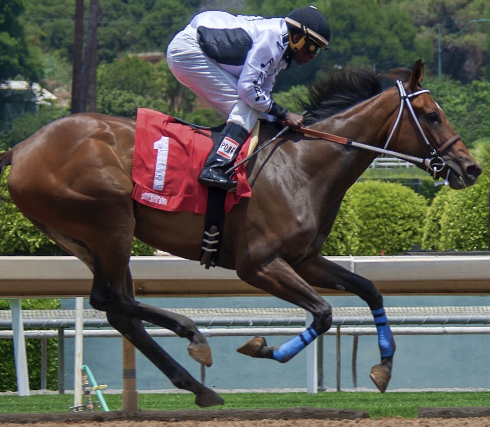 Jockey race sport photo