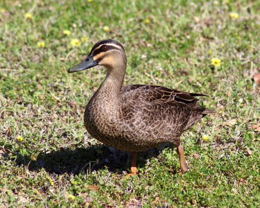 Lawn wildlife waterfowl