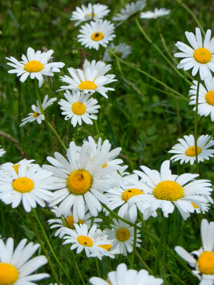 Daisies flowers nature