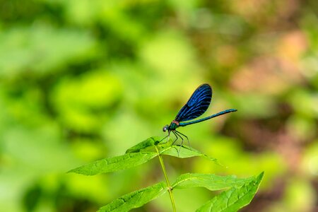 Blue-winged demoiselle flight insect blue