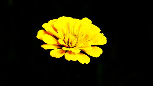 Plants close garden