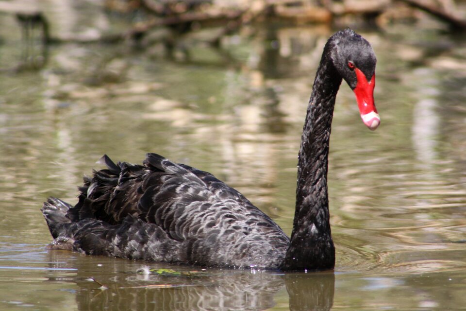Water bird wildlife