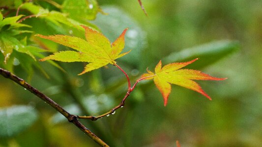 Leaf forest color