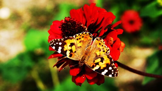 Nature butterfly summer photo