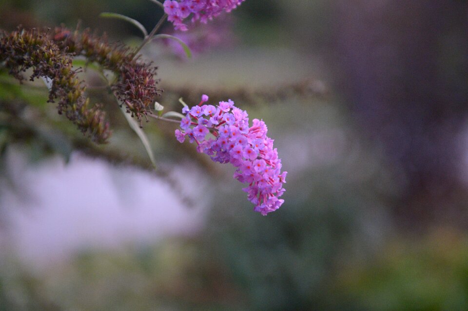 Summer lilac nature close up photo