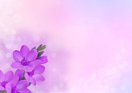 Purple pink greeting card photo
