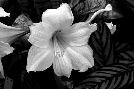 Lily plant bloom