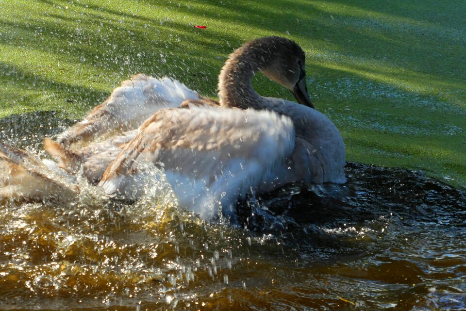Ditch feathers splash