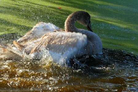 Ditch feathers splash photo