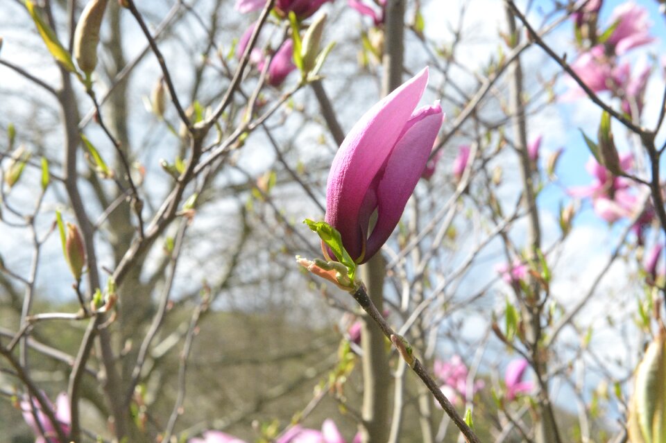 Bush garden branch