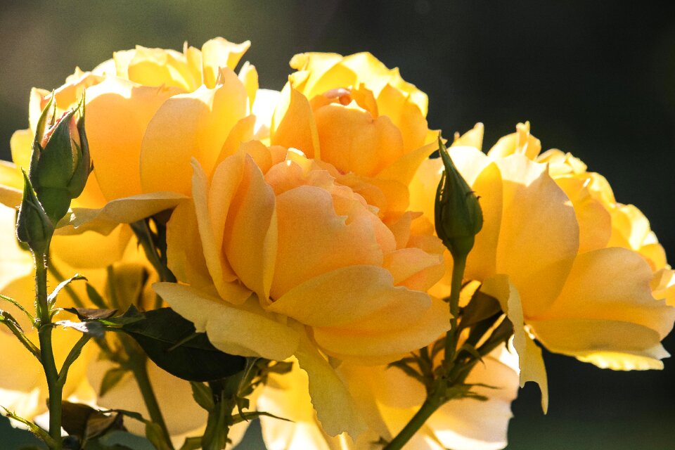Rose bloom plant ornamental plant