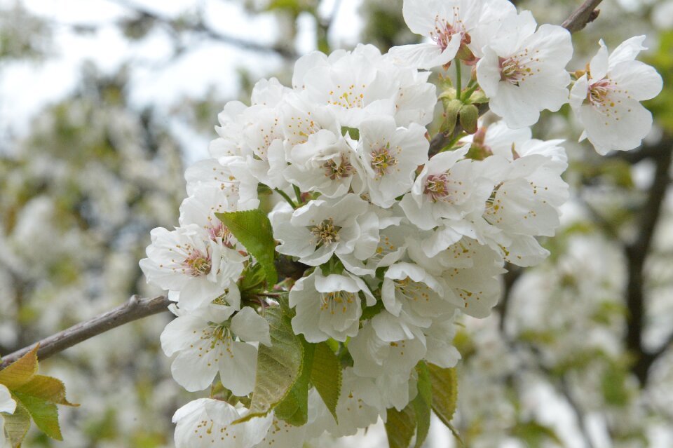 Blossom bloom bush