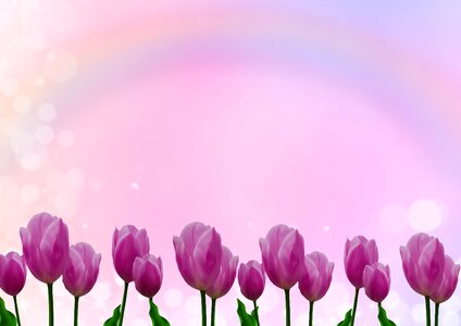 Rainbow pink nature