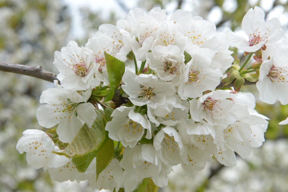 Blossom bloom bush
