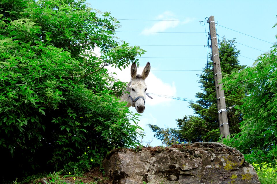 Notes animal donkey