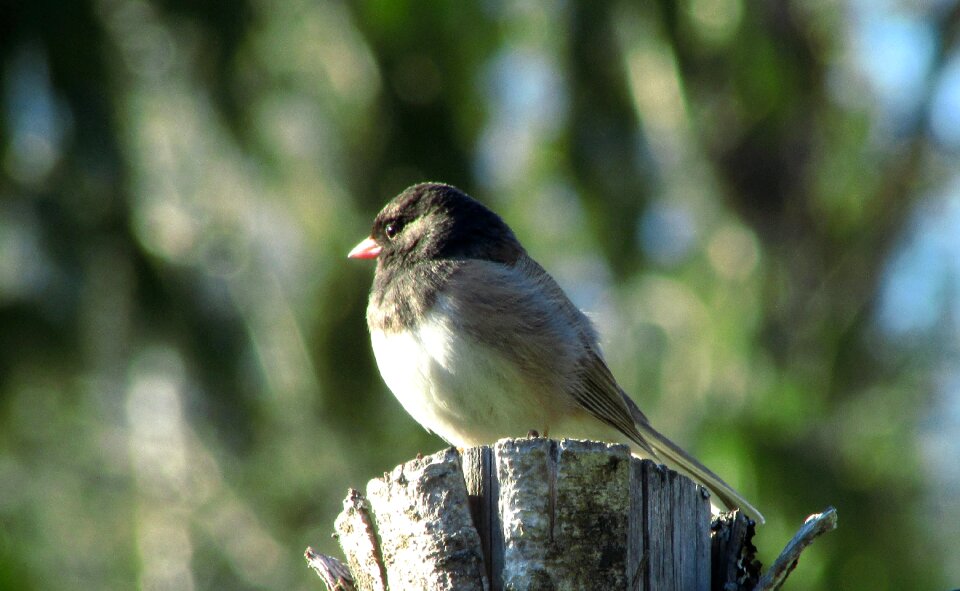 Wildlife dark-eyed wild