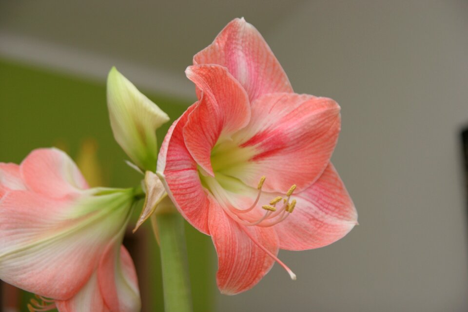 Amarilis petals flower